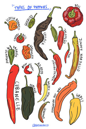 Postal Tipos de Chile / Types Of Peppers