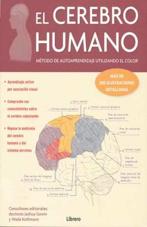 El cerebro humano. Métodos de autoaprendizaje utilizando el color